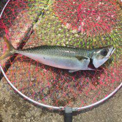 大サバ祭り開催!